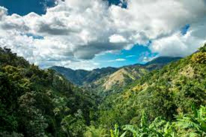 Jamaicaanse Blue Mountain-koffiemerken. Review, Koopgids En Tips
